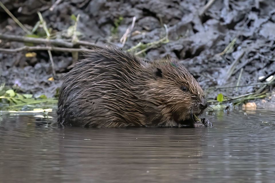 Two new beaver enclosures to be built near Jamie Oliver’s home ...