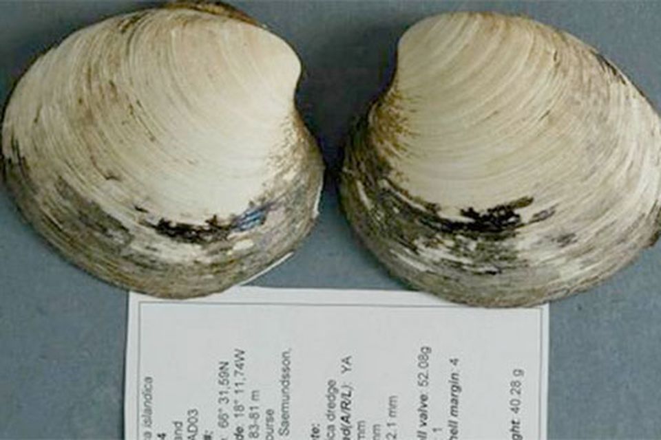 This is the only picture of the ocean quahog Ming – the longest-lived non-colonial animal so far reported whose age at death can be accurately determined. After the photo was captured in 2007, the shells were separated to allow accurate determination of the animal’s age. (Photo: Bangor University)