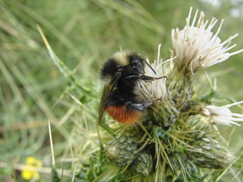 Bilberry bumblebees have been helped by conservation work in the Shropshire Hills (David Williams/PA)