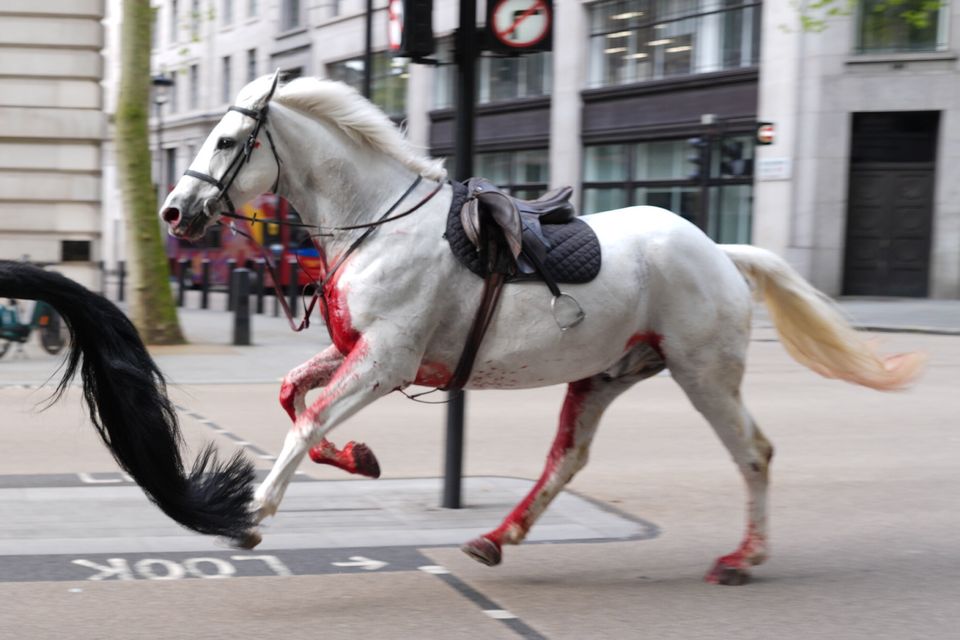Military horses caused chaos in central London after they were spooked by builders moving rubble (Jordan Pettitt/PA)