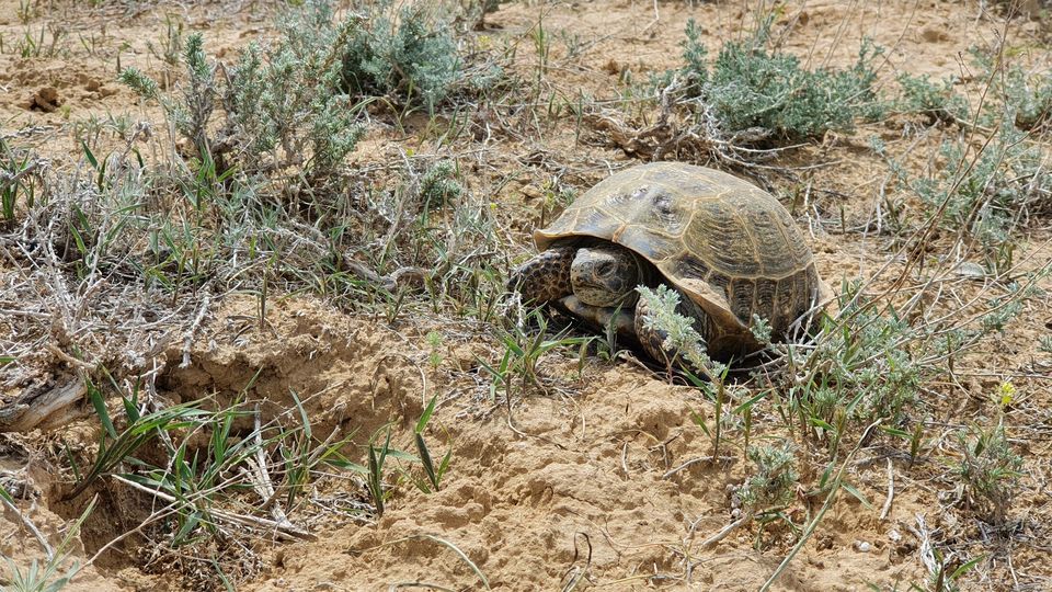 The steppe tortoise is one of the world’s most heavily traded reptiles, and populations are in steep decline (Fauna and Flora)