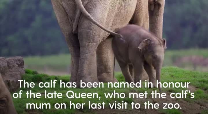 Baby Asian elephant named Thai word for Queen in honour of the late monarch