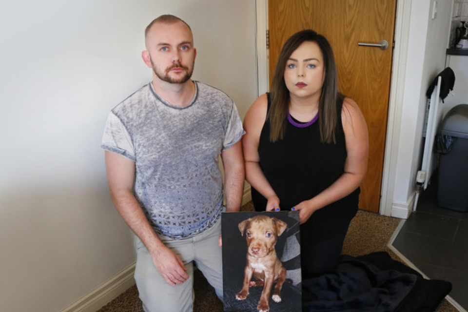 Owners of Belfast death row dog Hank vow to take fight to Europe