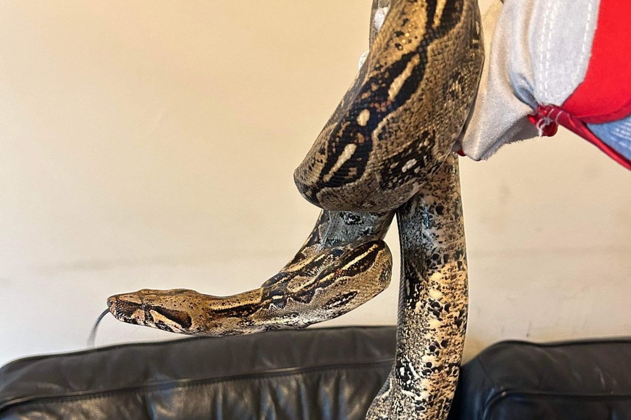 South American Boa found at Cave Hill in Belfast | BelfastTelegraph.co.uk