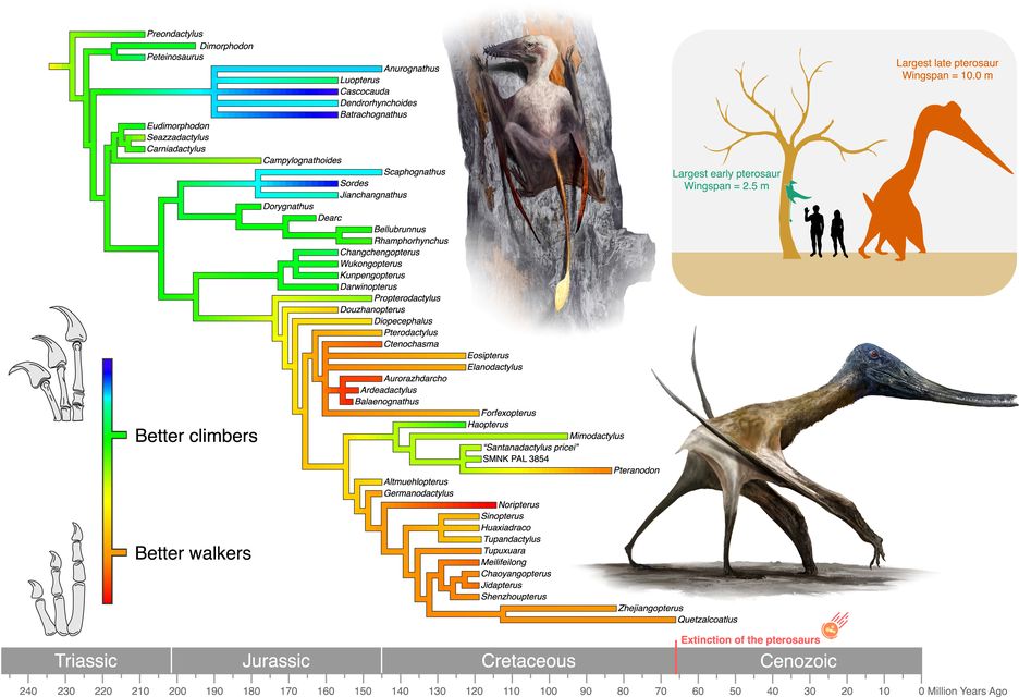 An evolutionary tree illustrating the transformation of pterosaur hands as they adapted from a climbing lifestyle to one suited for terrestrial movement (Rudolf Hima/PA)