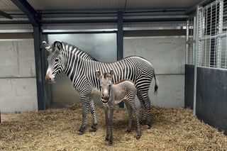 Zoey Zebra Filly 6 months old consigned ENDs 01/22 5pm EST - EWH