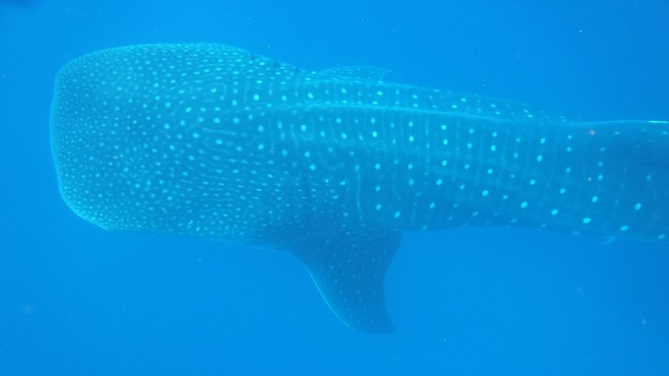 Whale sharks face numerous threats, including targeted fishing, tourist disturbance and an overheating ocean (Fauna and Flora)