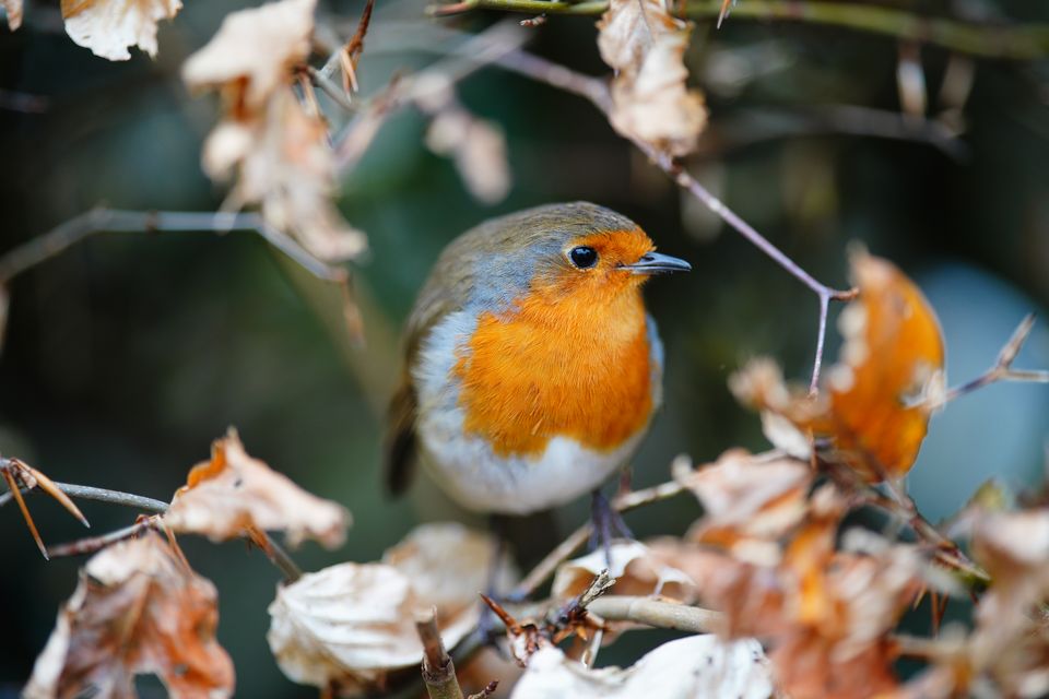 A robin sits among autumn leaves in Bristol (Ben Birchall/PA)