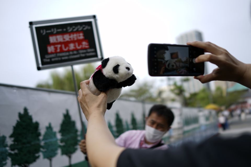 A visitor takes a photo of a stuffed panda while waiting to see the giant pandas (Eugene Hoshiko/AP)