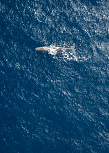 A sperm whale near the Witness in the Norwegian sea (Christian Aslund/Greenpeace/PA)