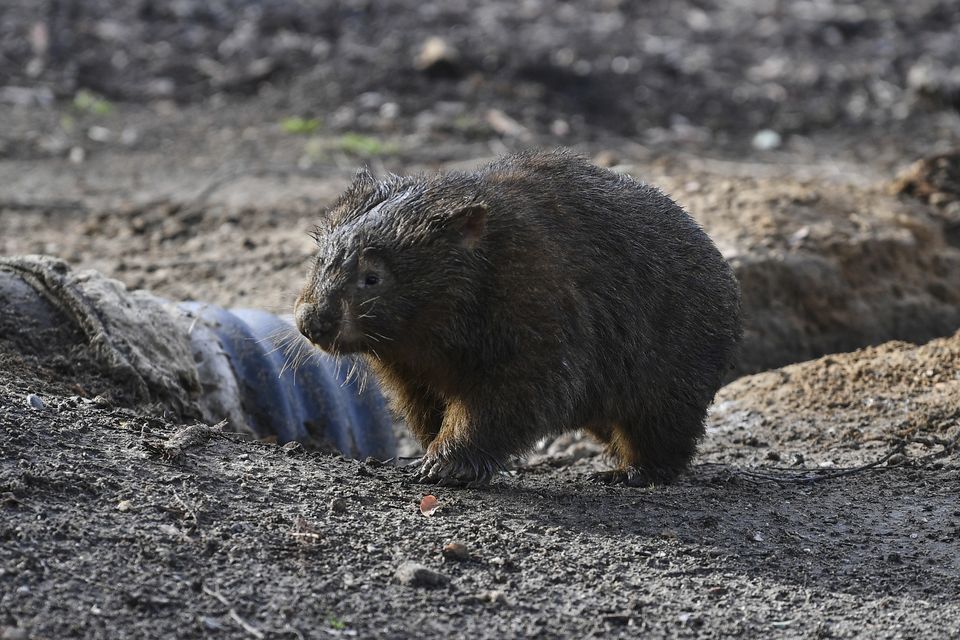 A wombat walks at a wildlife sanctuary in Bendalong on the South Coast of Australia (Dean Lewins/AAP via AP)