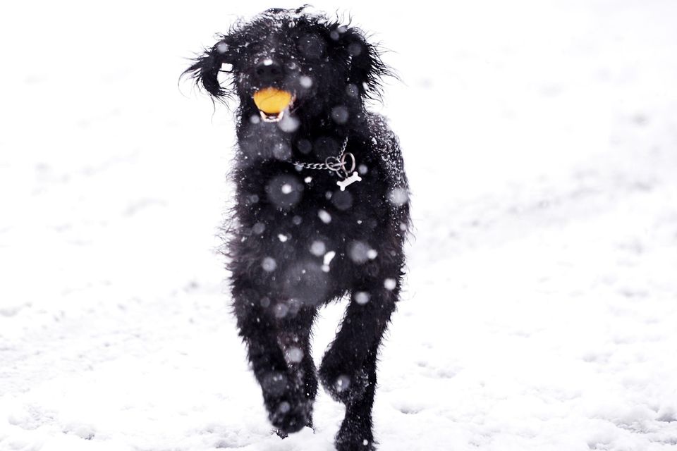 Pacemaker Press 08/12/2017
A dog enjoying the snow   in Crumlin , as heavy snow falls across  Northern Ireland on Friday morning, leaving difficult driving conditions for motorists and some schools closed.
Pic Colm Lenaghan/ Pacemaker