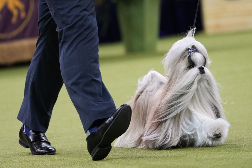 Comet, a Shih Tzu, was also up for best in show (AP)