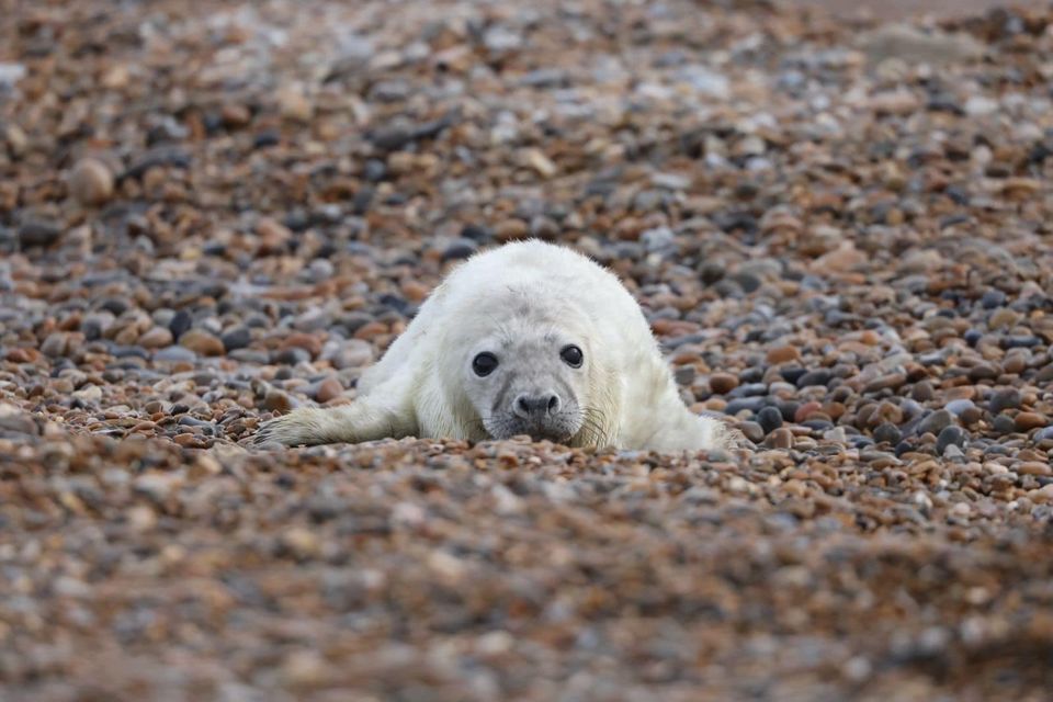 A newborn grey seal pup on the shingle at Orford Ness in Suffolk (National Trust/Ollie Page/PA)