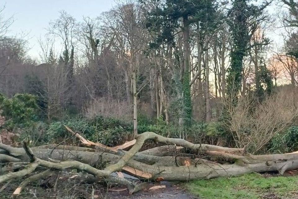 Storm Darragh damages trees in Mount Stewart