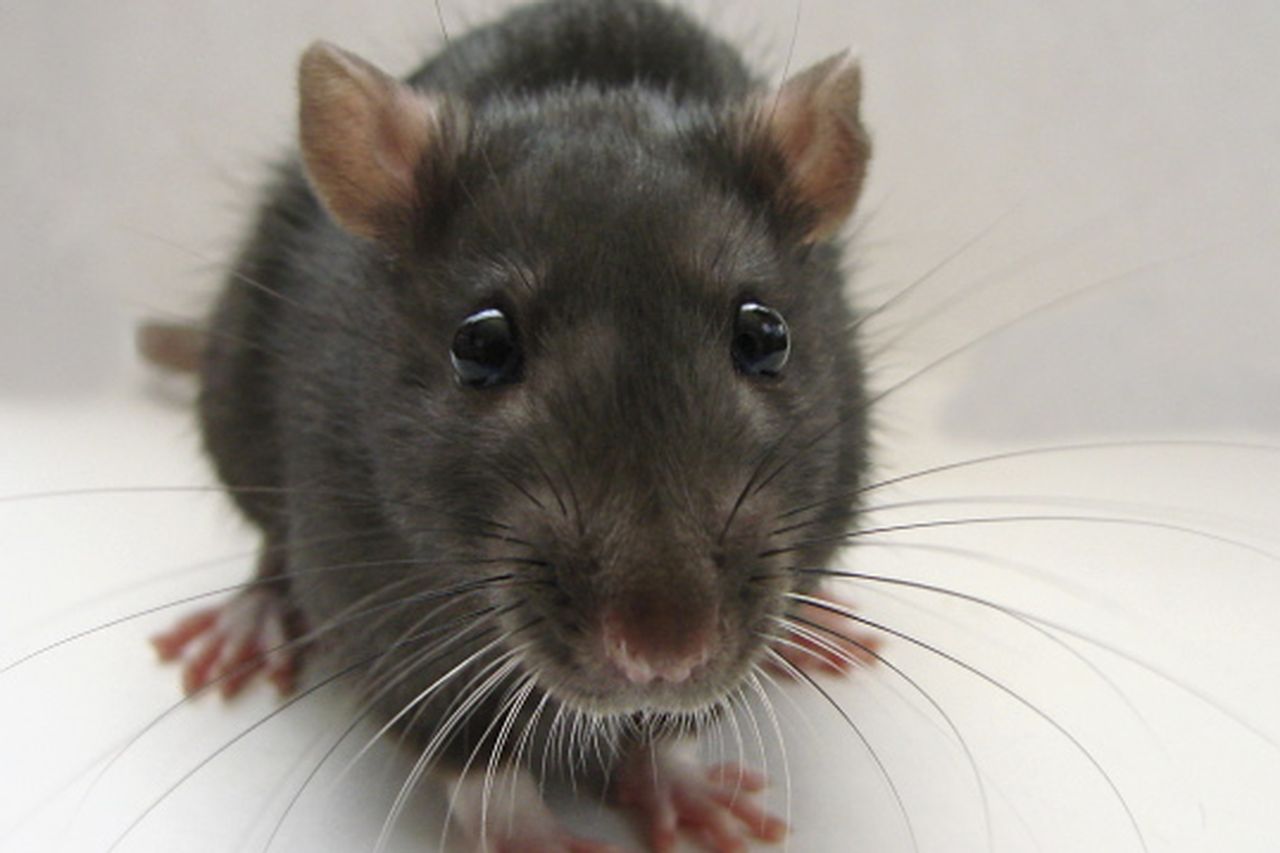 Welsh rat trap ban catastrophic, says pest controller - BBC News