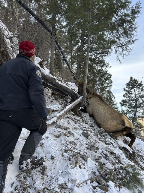 Wildlife officials and climbers were confronted with an elk on a shelf (Colorado Parks and Wildlife via AP)