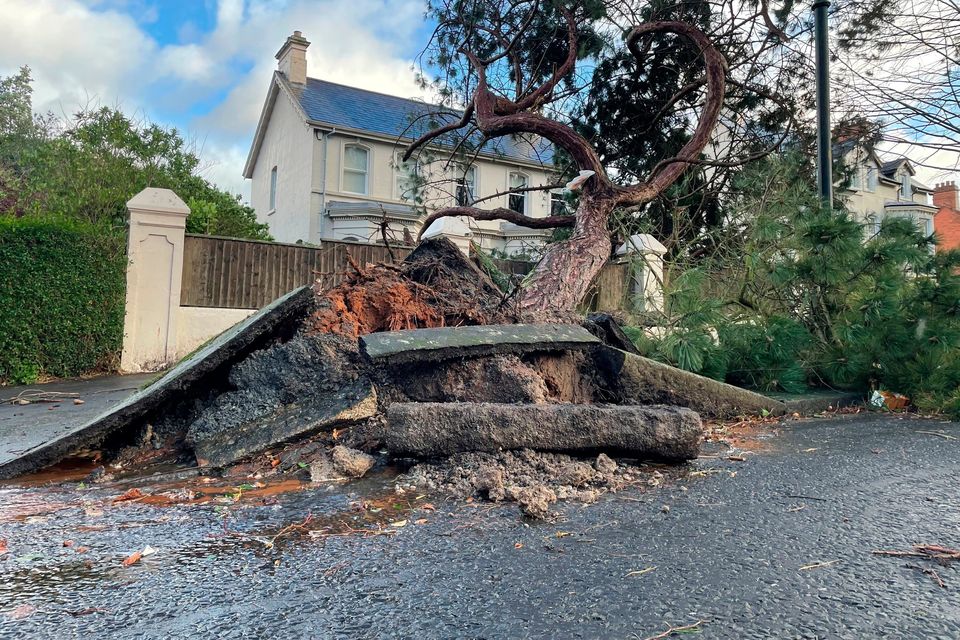 A fallen tree on Cyprus Avenue, east Belfast. David Young/PA Wire