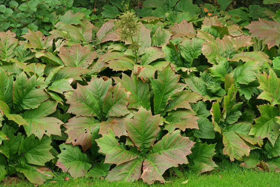 Rodgersia podophylla