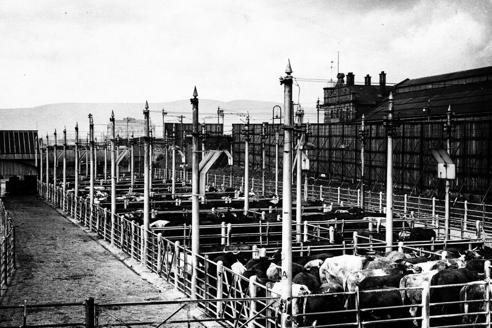 Cattle pens at The Great Northern Railway Station, Belfast, from the Albert Bridge.  2/9/1943
BELFAST TELEGRAPH COLLECTION/NMNI