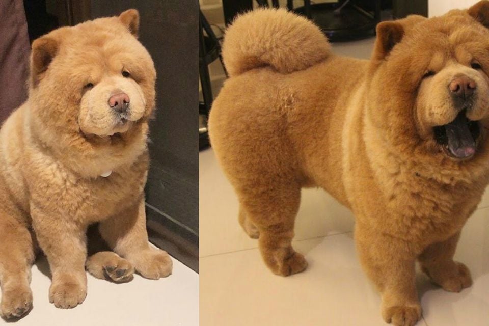 Meet Chowder the pooch who s more like a teddy bear than a dog