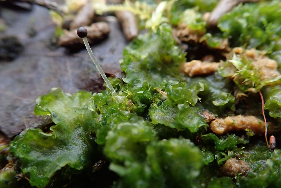 Weedy Frillwort, or Fossombronia Incurva, has been found at Sandy Heath Quarry (Astrid Biddle/PA)