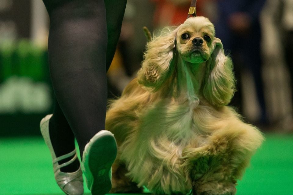 Crufts best sale saturday 2019