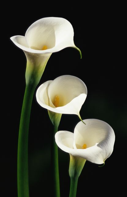 White lily