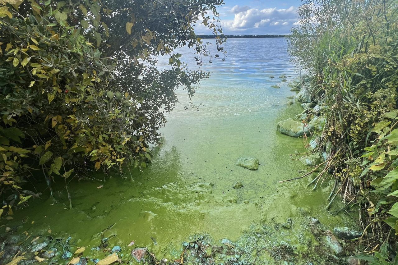 Testing of Lough Neagh fish for poison begins 10 days after full extent ...