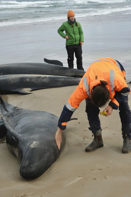 Experts said the survivors will be euthanised to end their suffering (Department of Natural Resources and Environment Tasmania/AP)