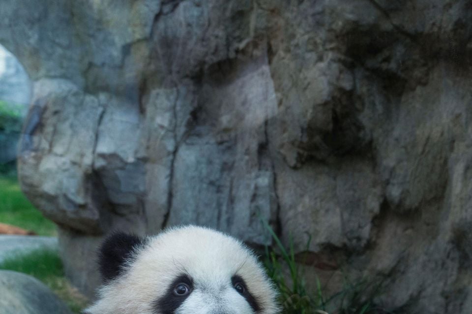 A panda greeting ceremony in Hong Kong (Chan Long Hei/AP)