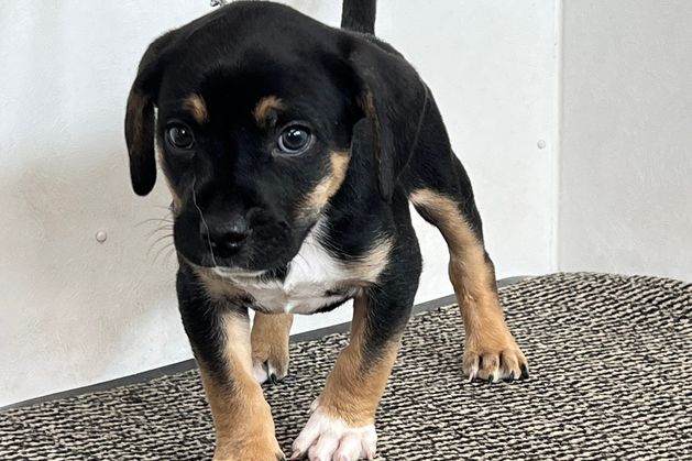 Puppy found clinging to tree in NI canal sparks fears of ‘Christmas dump out’