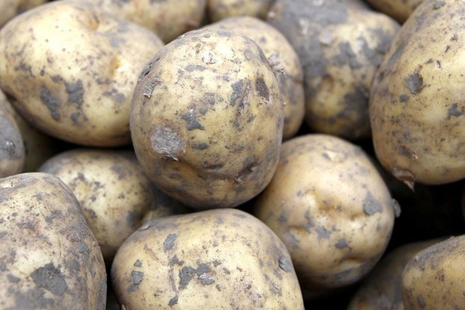 Humble spud 'is new superfood' | BelfastTelegraph.co.uk