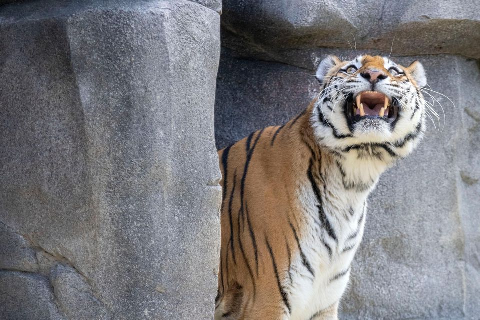 Tochka and Timur with their mother Katinka (Thomas Banneyer/dpa/AP)