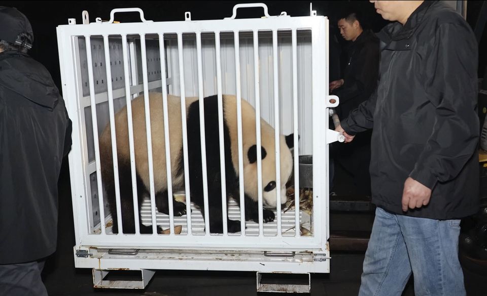 Male giant panda Bao Li is prepared for transport from the Dujiangyan Base of the China Conservation and Research Centre for the Giant Panda in southwestern China’s Sichuan province (Jin Tao/China’s National Forestry and Grassland Administration via AP)