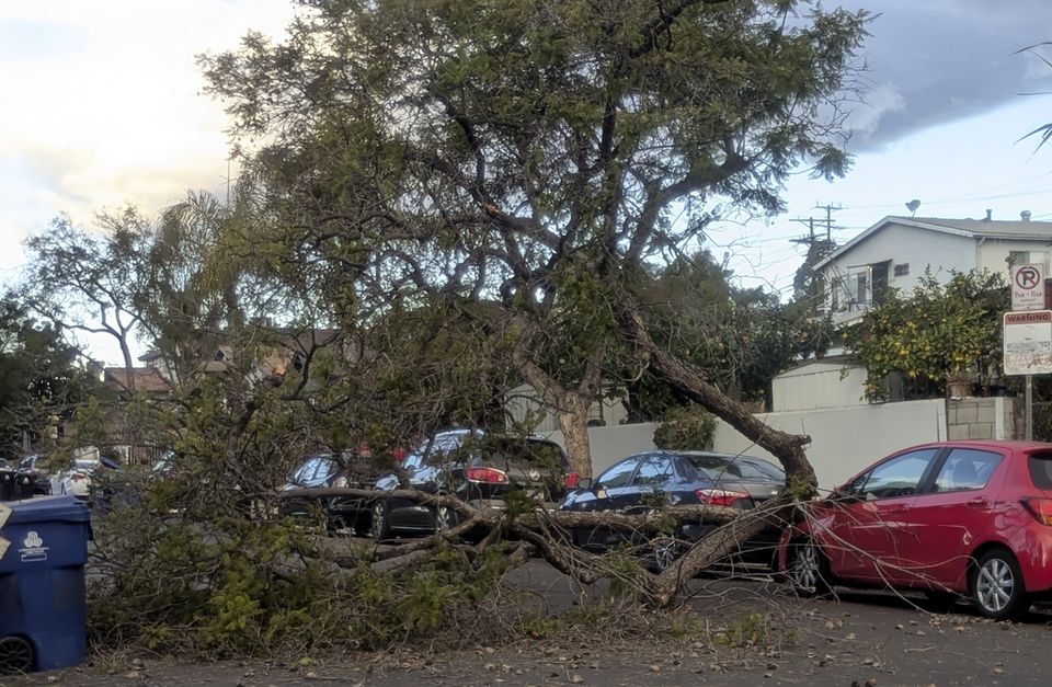 A fallen tree blocks a street amid strengthening winds in Los Angeles (Christopher Weber/AP)