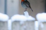 thumbnail: Press Eye Belfast - Northern Ireland 10th December 2017

Snow continues to lie across Northern Ireland as this robin red breast is pictured in the Fourwinds area outside Belfast. 

Picture by Jonathan Porter/PressEye.com