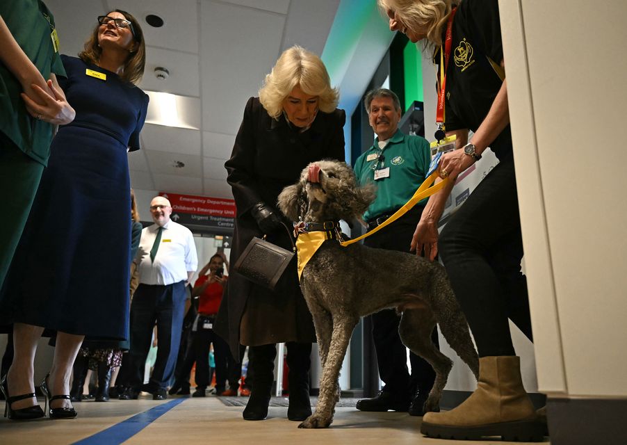 Queen Camilla pats therapy dog Fenton during her visit to the new Emergency Department (Ben Stansall/PA)