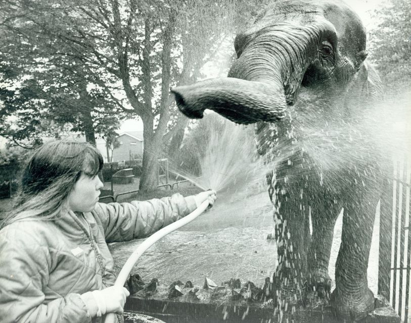 May 1982: Teenager Elizabeth Dickson washing Tina the elephant at Belfast zoo