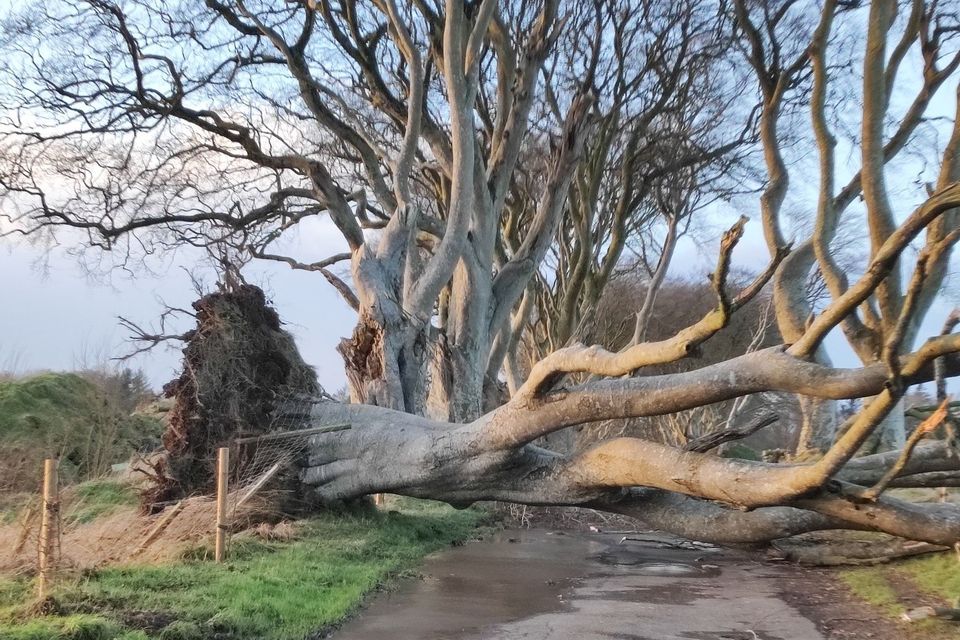 Four of the trees at the Dark Hedges were felled by the high winds.