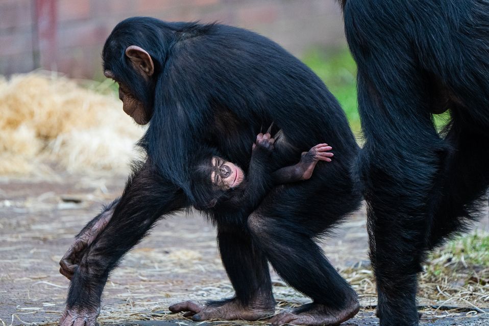 Boost for conservation as critically endangered chimpanzee born at Chester  Zoo 