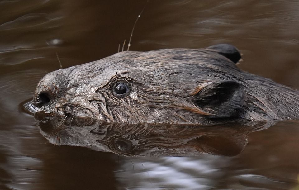 Beavers are back in the wild in Scotland and England (Andrew Matthews/PA)