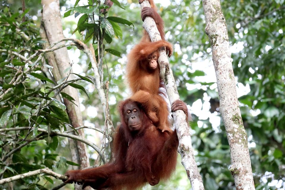 A team of scientists looked at the development of orangutans (Chris Jackson/PA)