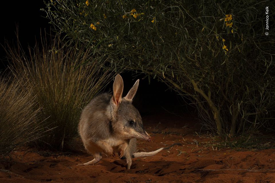 A reintroduced Thalka, (the word for bilby used by the Arabana people), in an ecological safe haven in the South Australian desert (Jannico Kelk, Wildlife Photographer of the Year/PA)