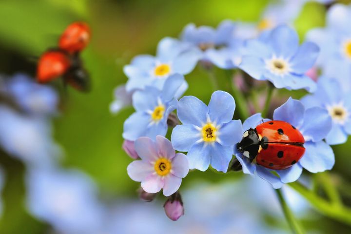 Diarmuid Gavin: Why we need insects for a healthy garden