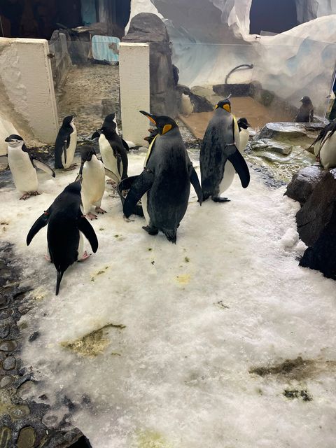 Penguins at SeaWorld