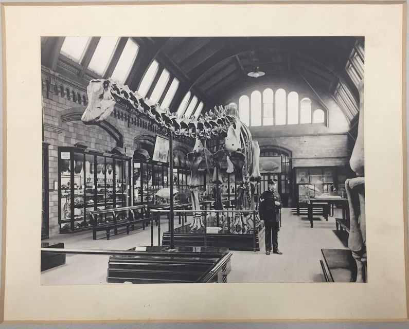 The gallery space in 1911 (Natural History Museum)