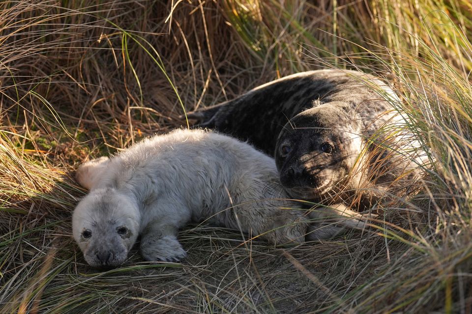 A young grey seal in the dunes at Horsey in Norfolk (Joe Giddens/PA)