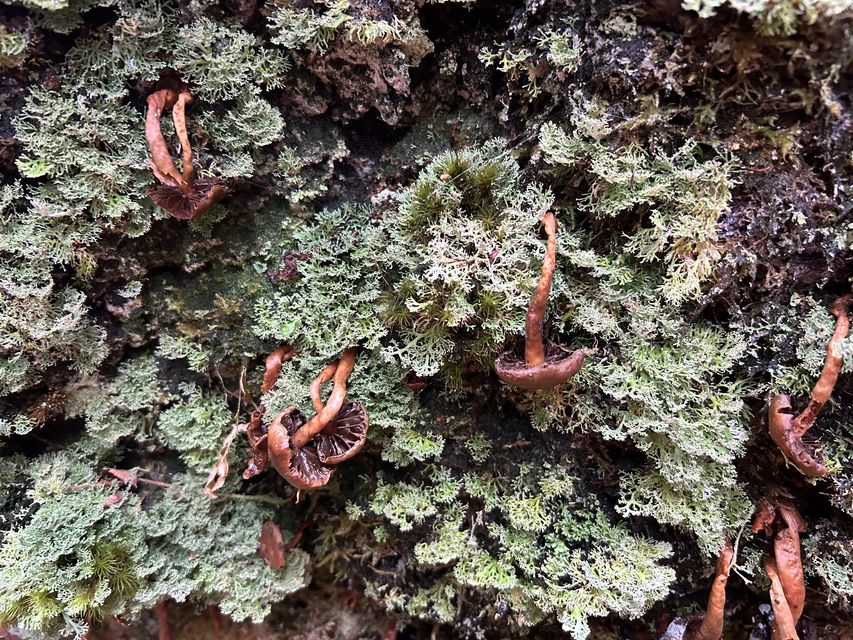 Epiphytes growing on the Skipinnish Oak (Woodland Trust/PA)