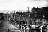 thumbnail: Cattle pens at The Great Northern Railway Station, Belfast, from the Albert Bridge.  2/9/1943
BELFAST TELEGRAPH COLLECTION/NMNI